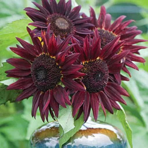 Wine Red Sunflower Seeds Rich Dark Red Sunflower Variety High Germination Garden Seeds Helianthus annuus heirloom non-gmo seeds