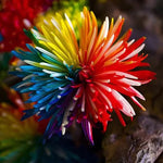 Rainbow Chrysanthemum Seeds Multicolor Rare Garden Mums High Germination Garden Seeds heirloom non-gmo seeds