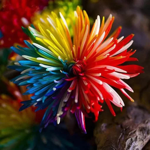 Rainbow Chrysanthemum Seeds Multicolor Rare Garden Mums High Germination Garden Seeds heirloom non-gmo seeds