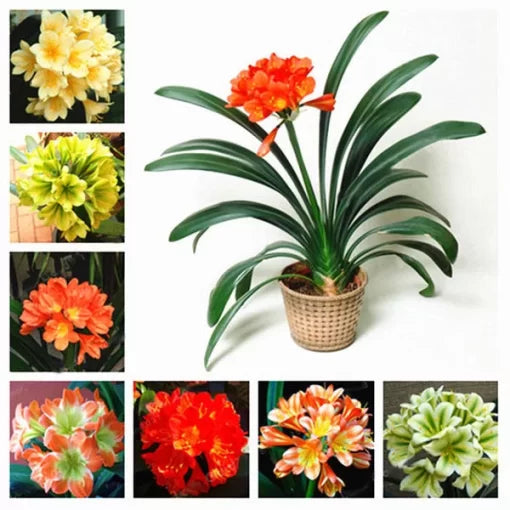 Clivia Seeds Chinese Clivia Outdoor and Balcony Flowers High Germination Garden Seeds heirloom non-gmo seeds