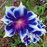 Blue Glory Morning Glory Seeds Fragrant Climbing Garden Flowers High Germination Garden Seeds heirloom non-gmo seeds