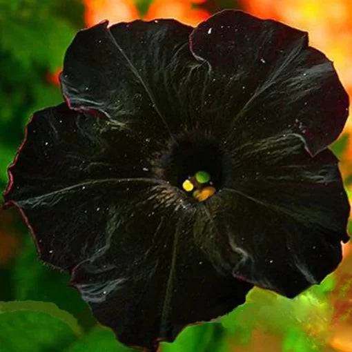 Black Petunia Seeds Rare Deep-Black Annual Petunia Flowers High Germination Garden Seeds heirloom non-gmo seeds