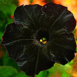 Black Petunia Seeds Rare Deep-Black Annual Petunia Flowers High Germination Garden Seeds heirloom non-gmo seeds