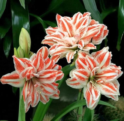 Rainbow Lily Seeds Colorful Bonsai Lily Flower Variety High Germination Garden Seeds heirloom non-gmo seeds