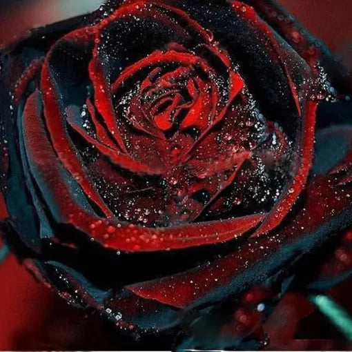 Black Rose Flower Seeds with Red Edge Rare Dark Rose Variety High Germination Garden Seeds heirloom non-gmo seeds