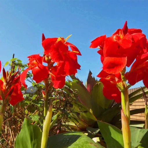 Canna Lily Seeds Bronze Scarlet Tropical Canna Flowers High Germination Garden Seeds heirloom non-gmo seeds