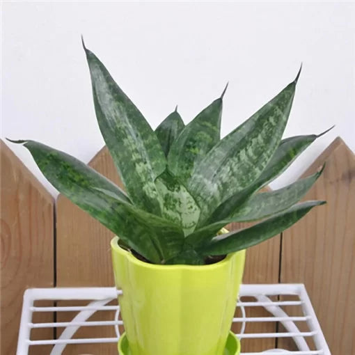 Sansevieria Seeds Blooming Snake Plant Bonsai Variety High Germination Garden Seeds heirloom non-gmo seeds