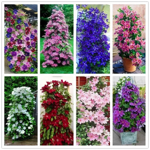 Clematis Seeds Perennial Flowering Vine Variety High Germination Garden Seeds heirloom non-gmo seeds