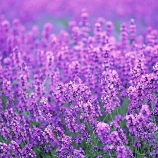 Provence Lavender Flower Seeds Fragrant Lavender for Home Garden High Germination Garden Seeds heirloom non-gmo seeds