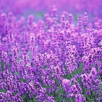 Provence Lavender Flower Seeds Fragrant Lavender for Home Garden High Germination Garden Seeds heirloom non-gmo seeds