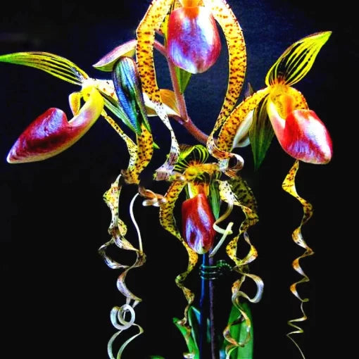 Rare Orchid Seeds Exotic Flower Seeds for Home Gardens High Germination Garden Seeds heirloom non-gmo seeds