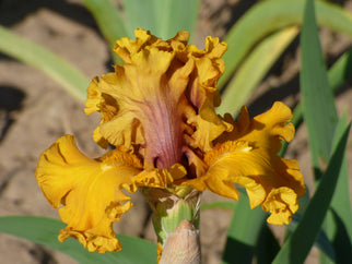 Wealth Tall Bearded Iris