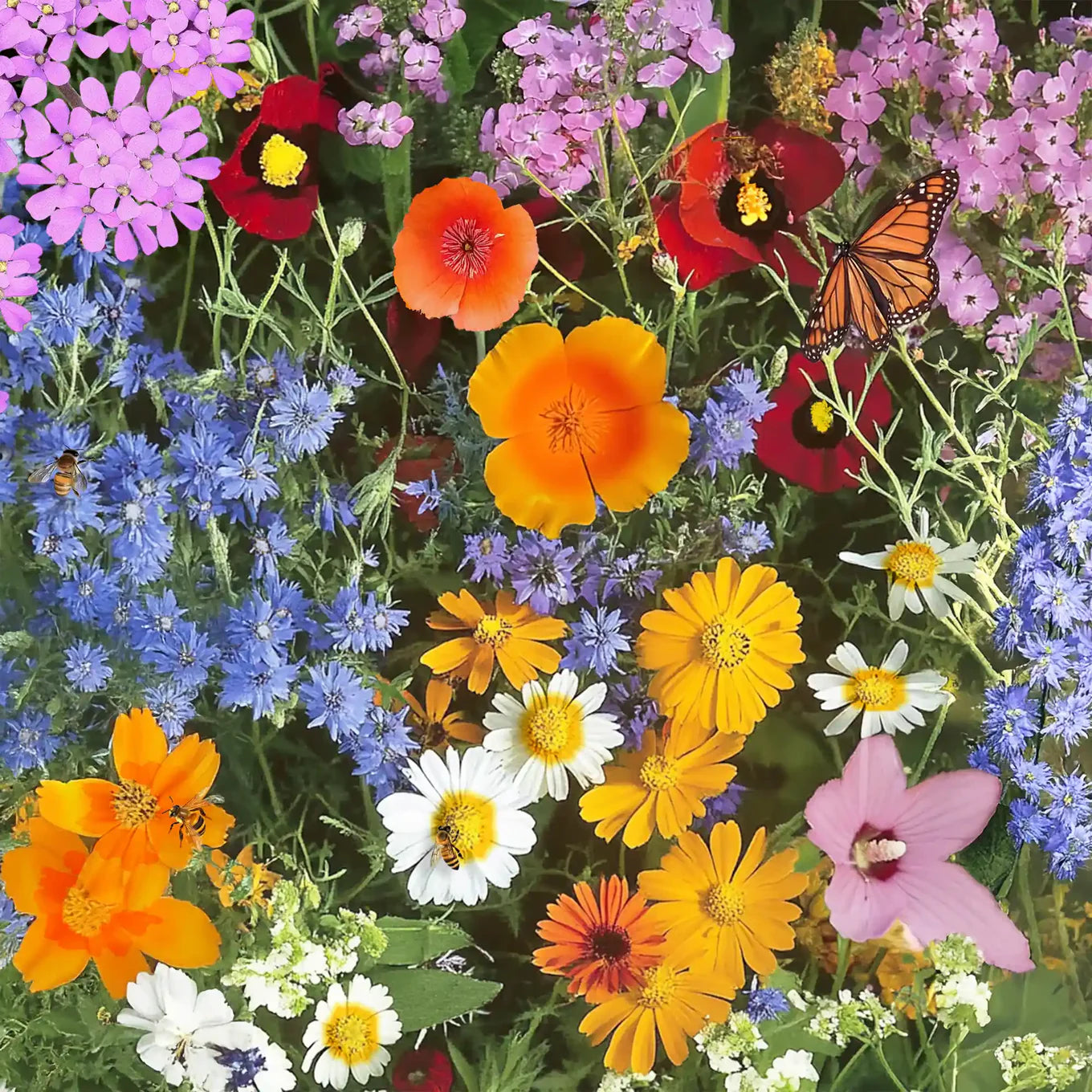 Annual flower mix of Seeds – Heirloom, Non-GMO, High Germination Organic Garden Seeds