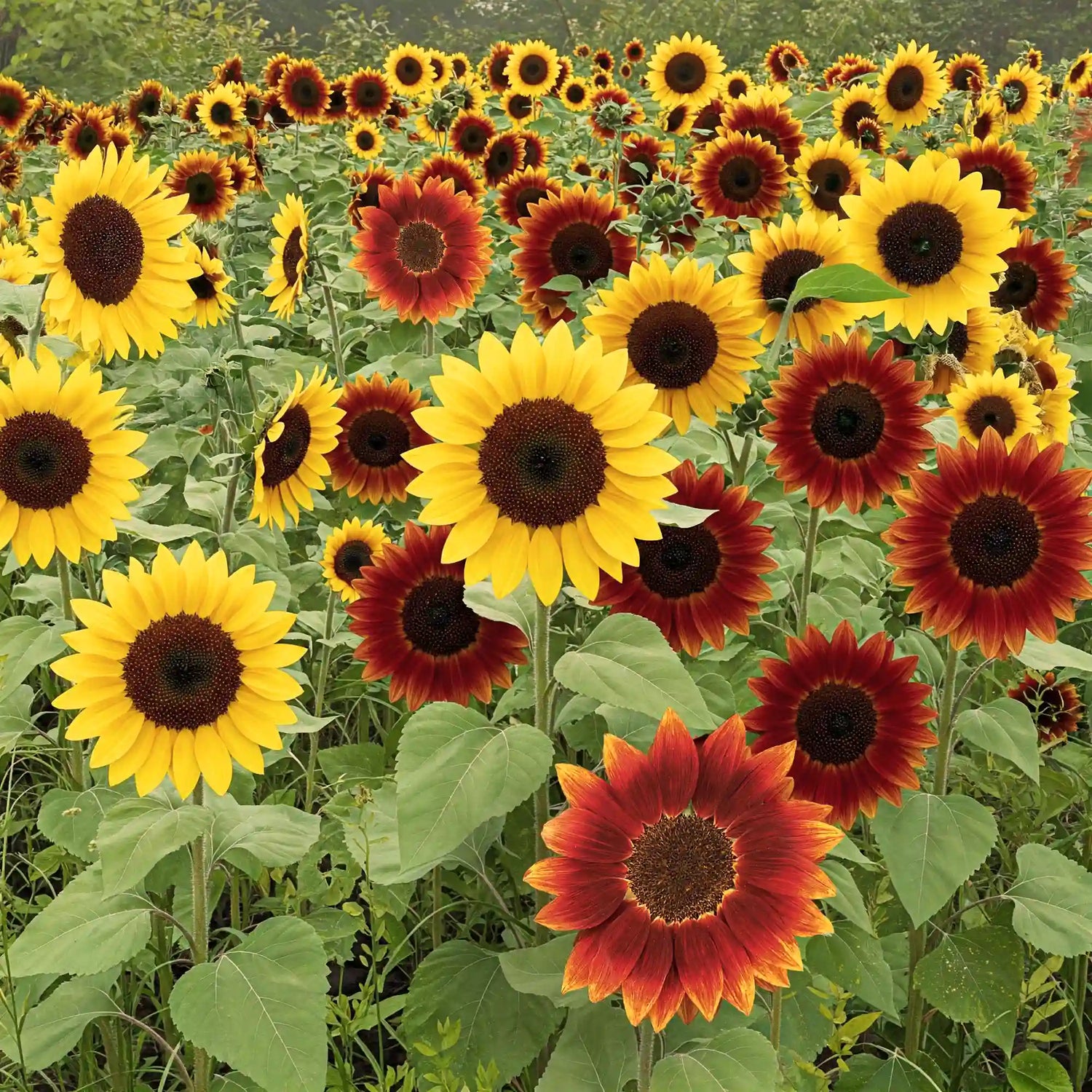 Common Sunflower Helianthus annuus flower seeds for planting in home garden beds
