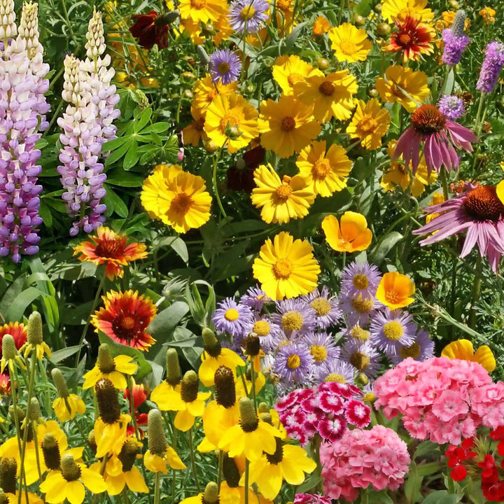 Mixed Oenothera Flower Seeds for Planting - 100 pcs