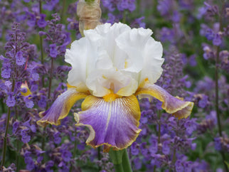 Wild Angel Tall Bearded Iris