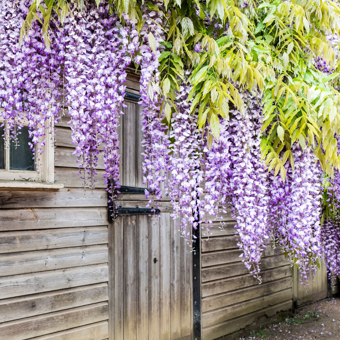 Amethyst Falls Wisteria