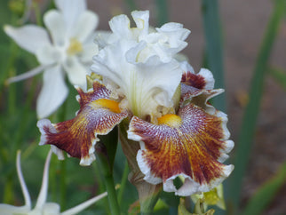 Wonders Never Cease Tall Bearded Iris