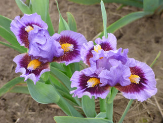 Woody Woodpecker Dwarf Iris