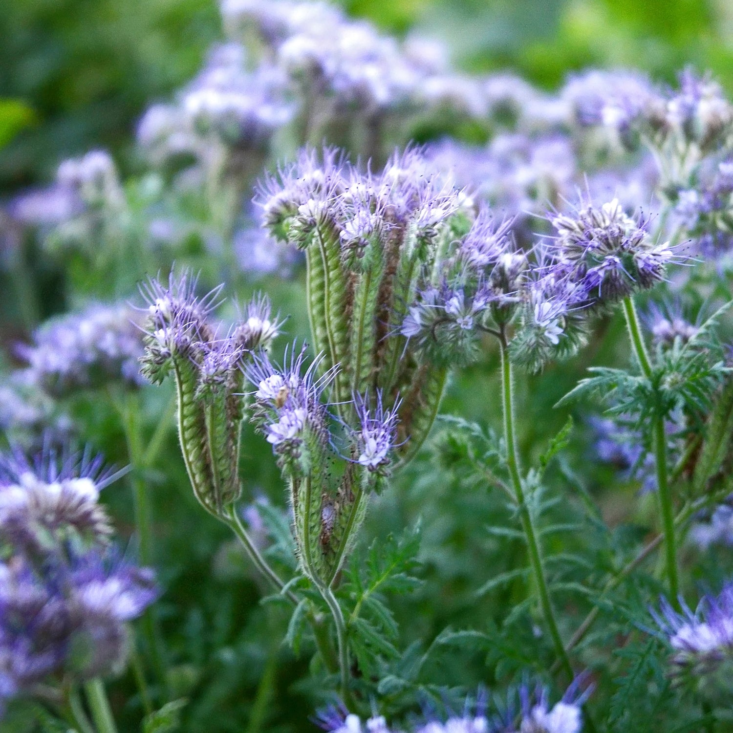 Phacelia Flower Seeds