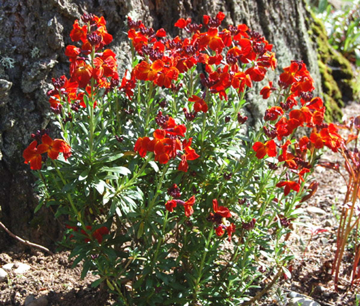 Wallflower Erysimum cheiri English Flowering Seeds For Planting in home garden borders or containers