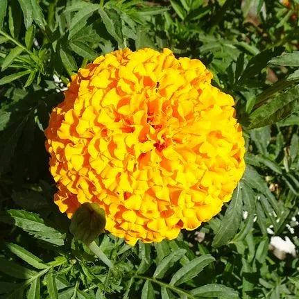 Warmth Loving Strong Branching Marigold Flower For Sowing – Heirloom, Non-GMO, High Germination Organic Garden Seeds