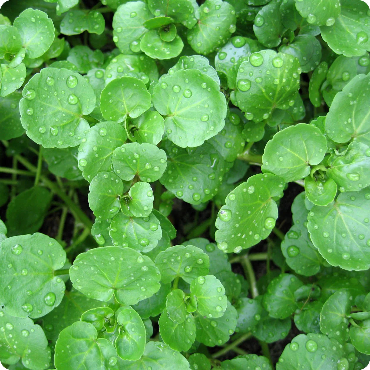 Green Cress Plant Seeds for Planting heirloom & Non-GMO Seeds