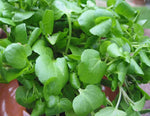 Premium Non-GMO Watercress seeds packet (Nasturtium officinalis) for peppery greens.