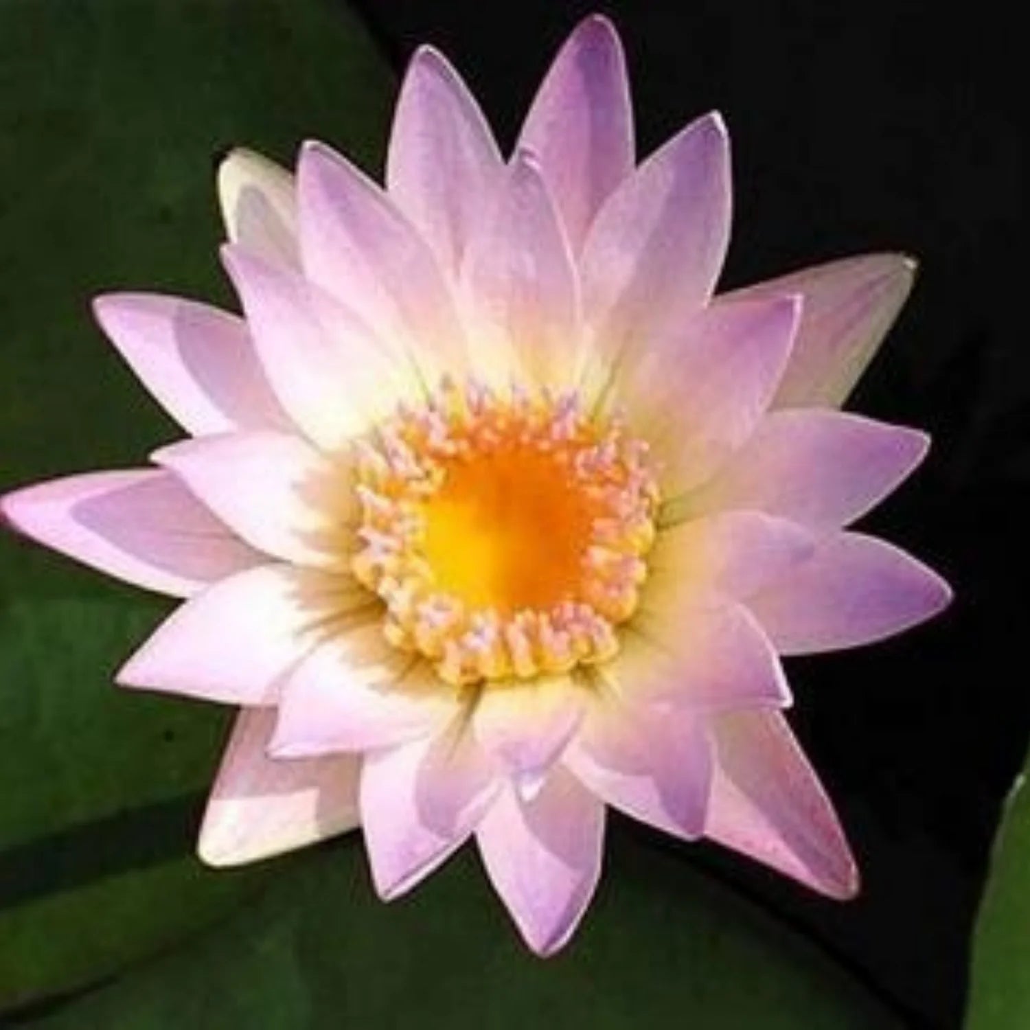 Water Lily Hillary (Tropical Water Lilly)