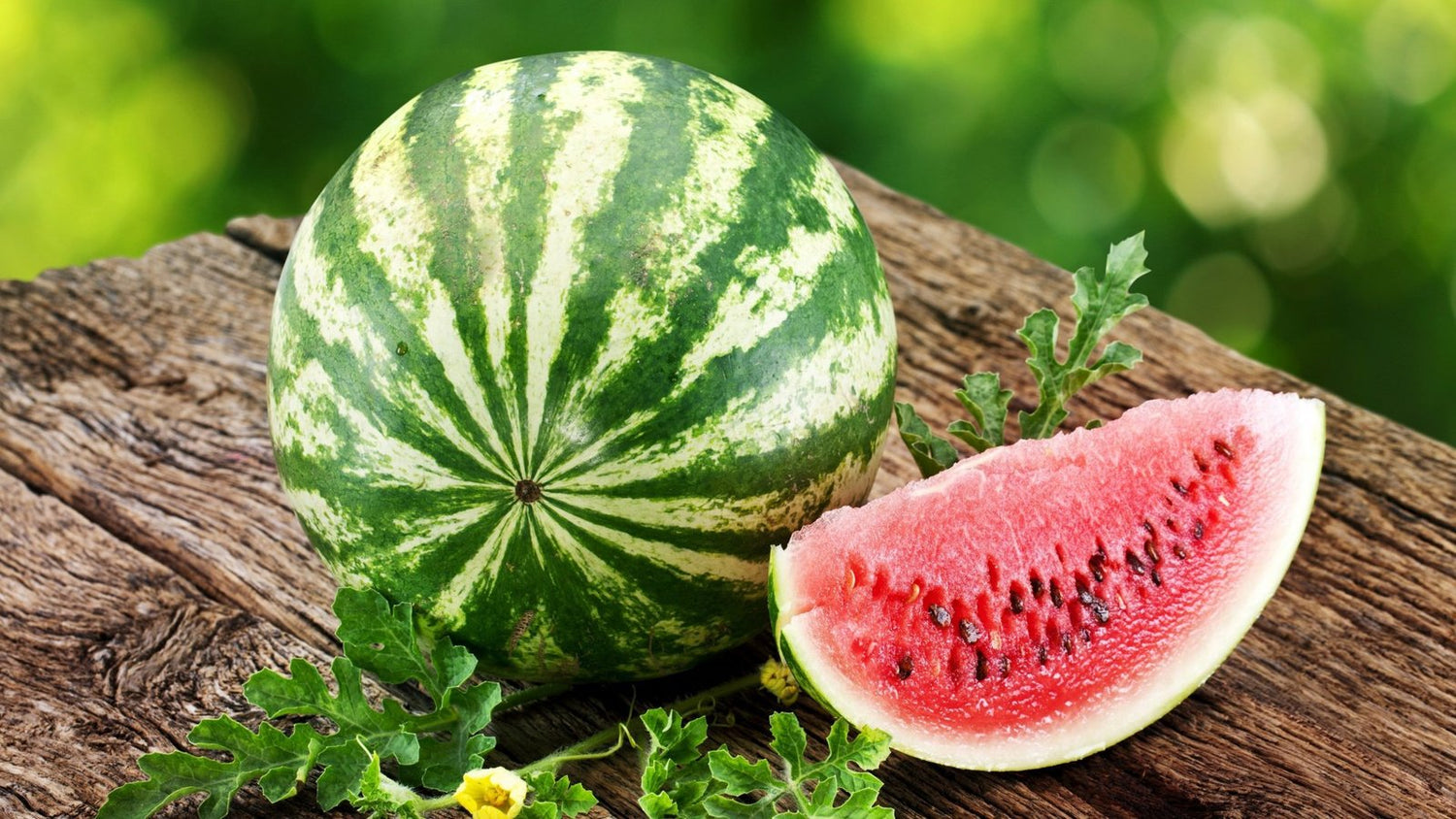 Watermelon (Citrullus lanatus) / Common Name: Watermelon