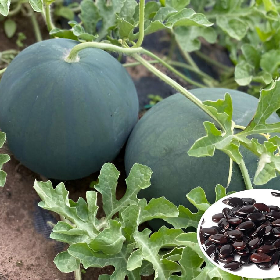 Small Watermelon seedlings growing for the edible garden