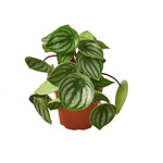 Peperomia seeds packet Non-GMO houseplant seeds