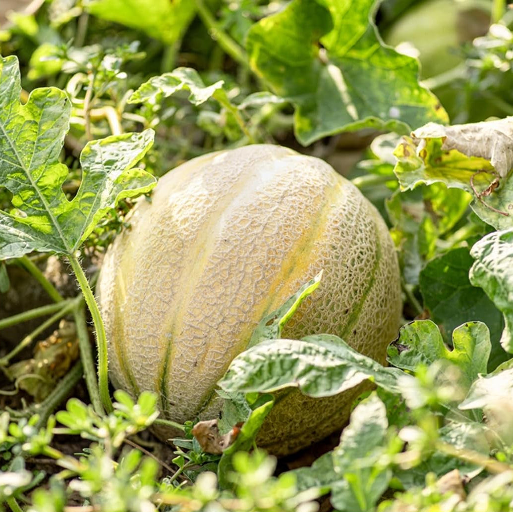 Harvest Moon seedless watermelon seeds non GMO high germination