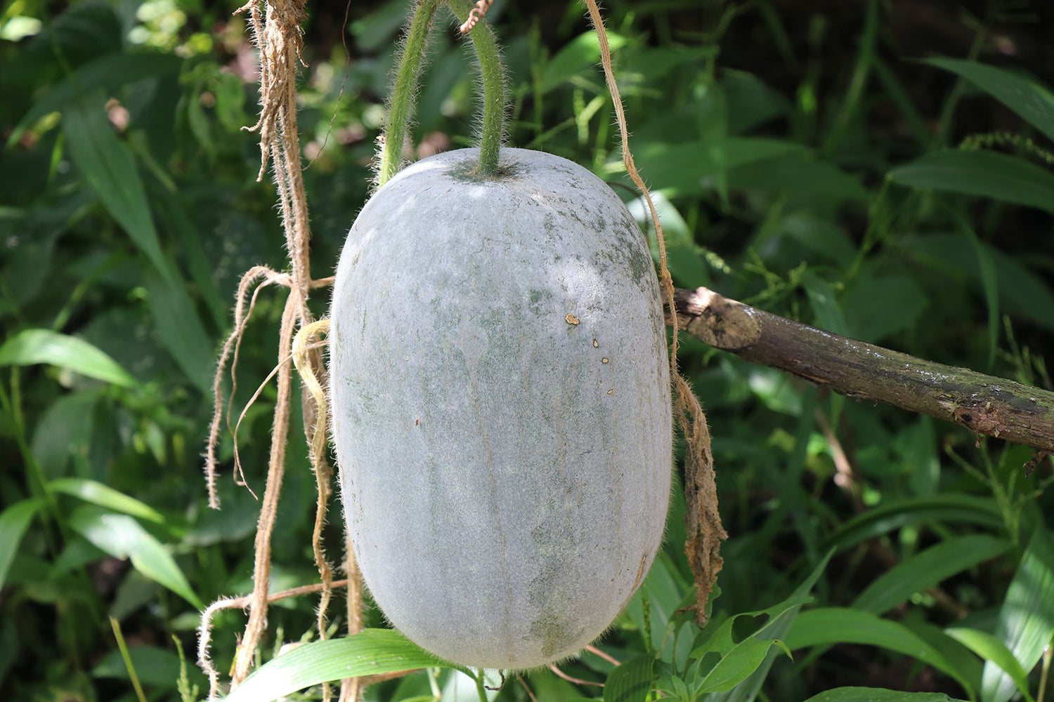 Gourd Seeds