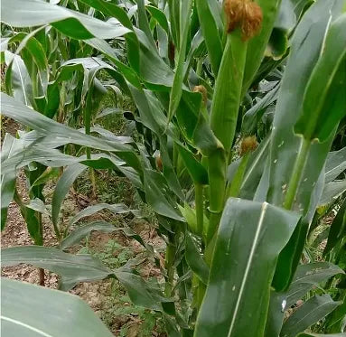Well Developed Root System Sweet Corn For Sowing heirloom non-gmo organic garden seeds