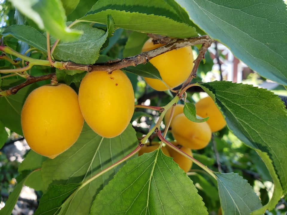 Manchurian Apricot (Prunus mandshurica) Seeds