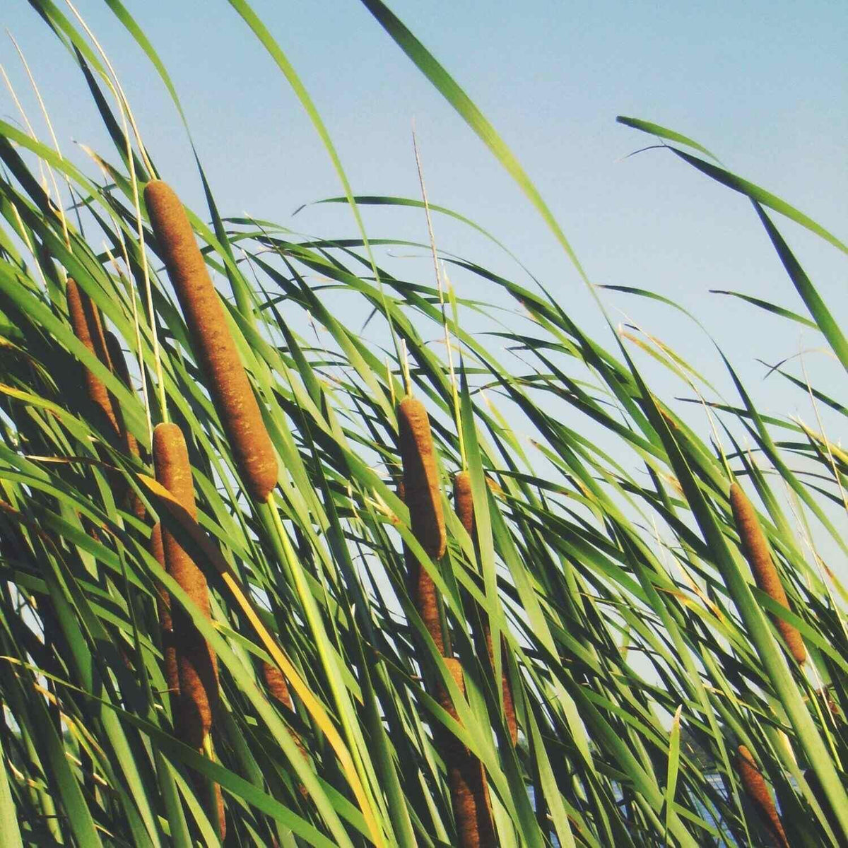 Common Bulrush growing as a vertical accent in a wetland area