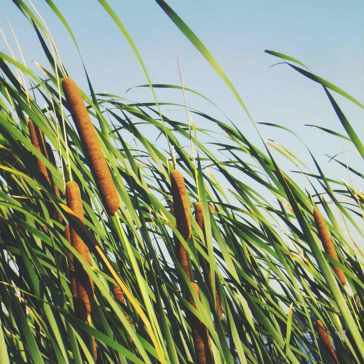 Common Bulrush growing as a vertical accent in a wetland area