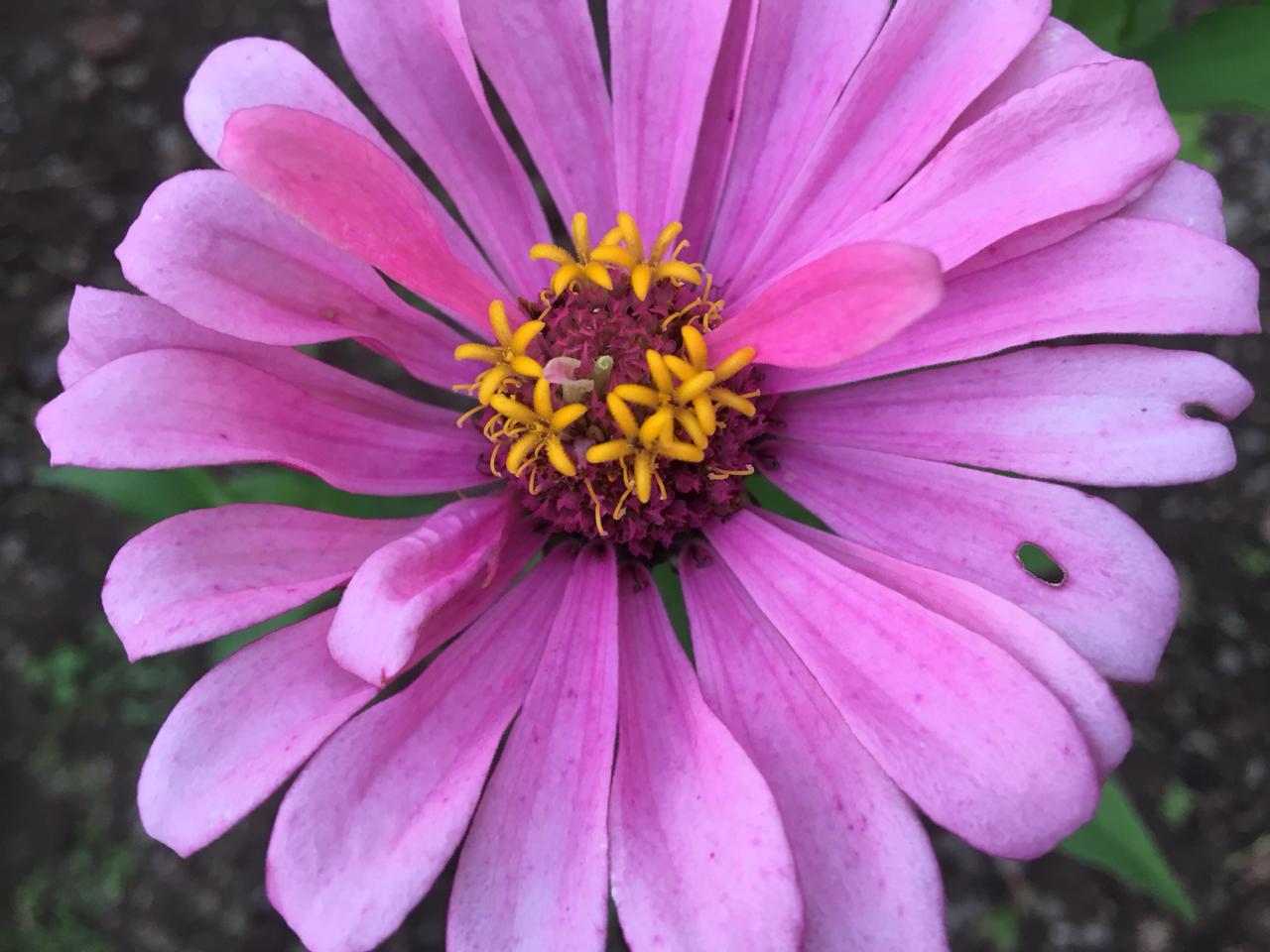 Single Petal Zinnia Mix Flower Seeds for Planting – Vibrant, Non-GMO Garden Flowers