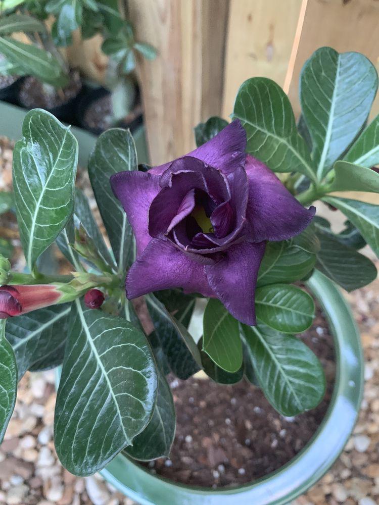 Purple Adenium Obesum Flower Seeds for Planting - NON GMO Seeds seeds for planting in home garden