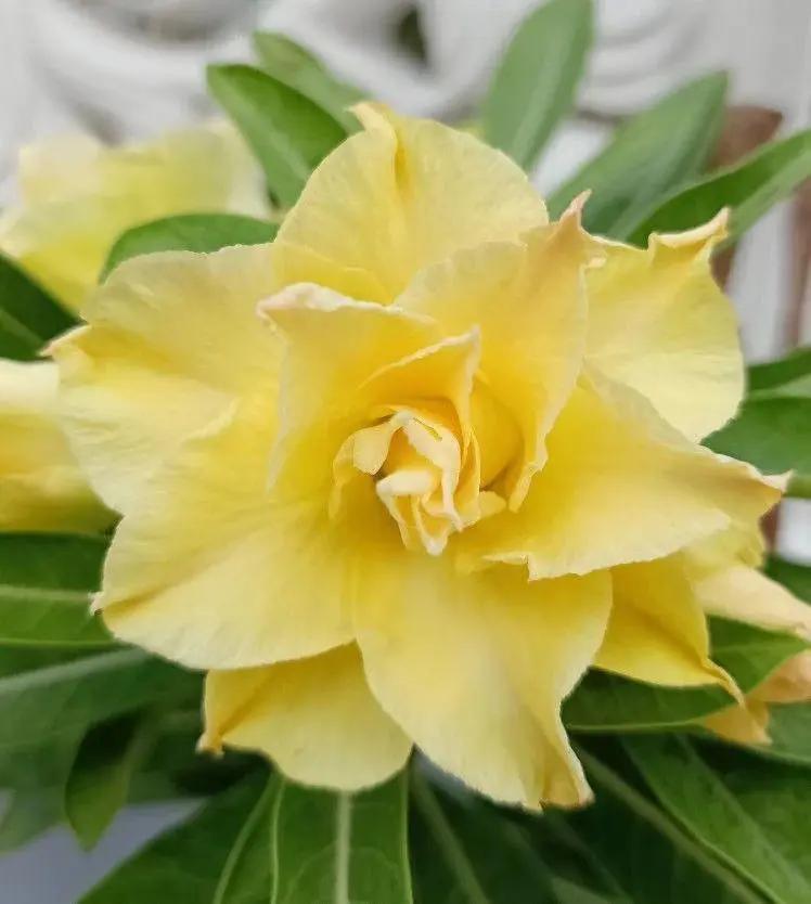 Light Lemon Yellow Adenium Flower Seeds for Planting – Heirloom, Non-GMO, Tropical Plant for planting in home garden