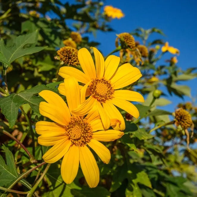 Yellow Mexican Sunflower Seeds