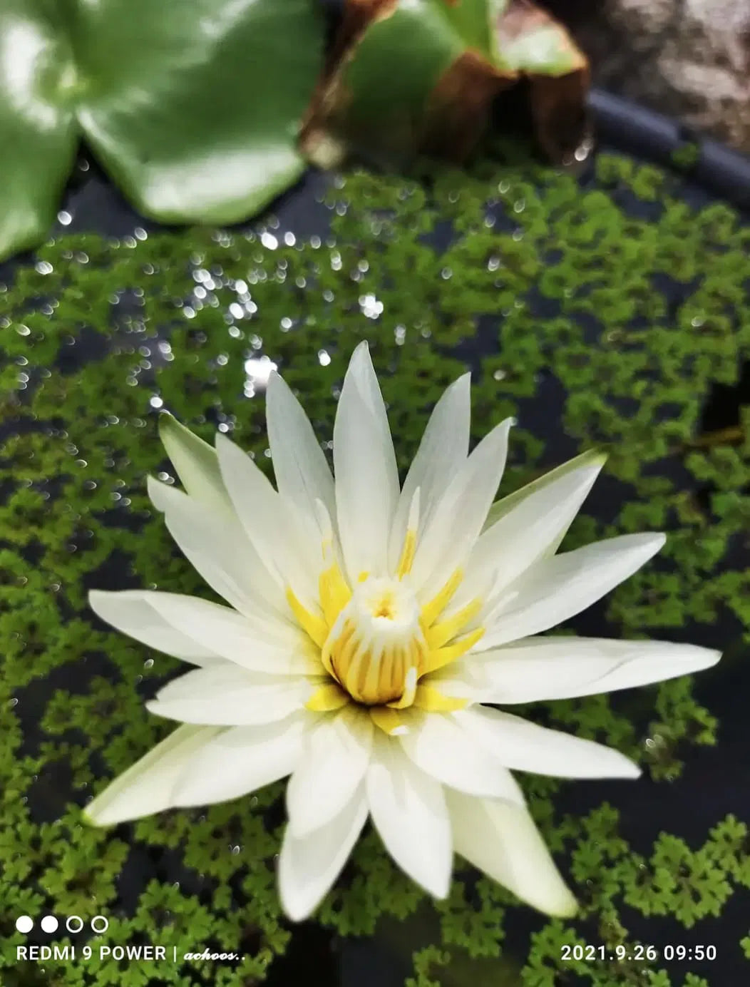 Tropical Waterlily 10 Plants Combo