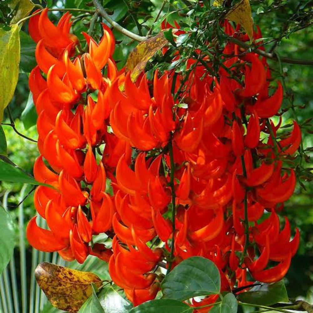Red Strongylodon Flower Planting Seeds for Garden NON GMO Seeds