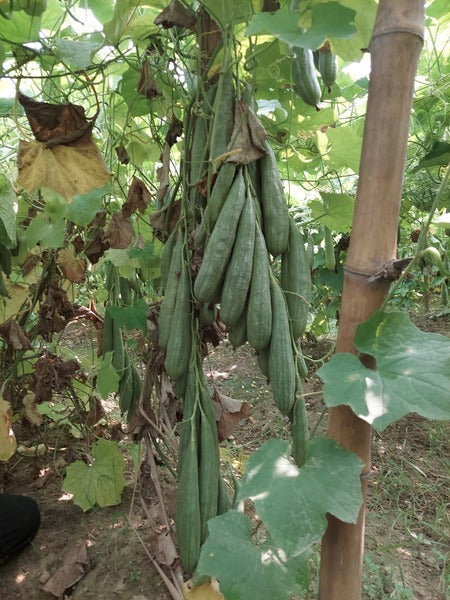 Sponge gourd-Sheo