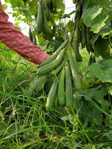 Sponge gourd-Sweet Honey