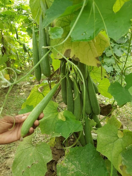 Sponge gourd-Sheo