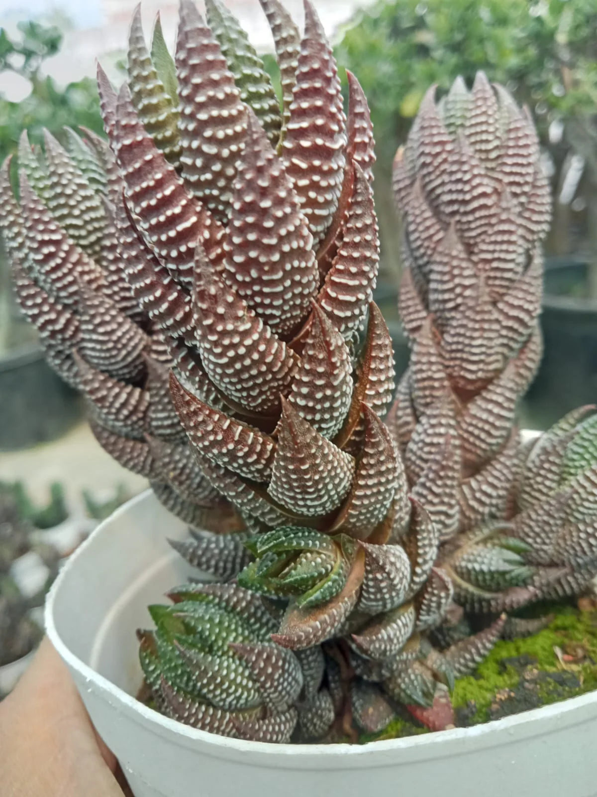 Brown Haworthia Reinwardtii Seeds – Hardy Succulent-Heirloom & Non-GMO Seeds for planting – Fresh Herb for Your Garden