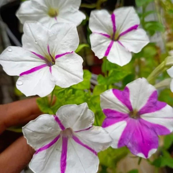 Rare Mixed Petunia Organic Pink White Flower Seeds  For Planting