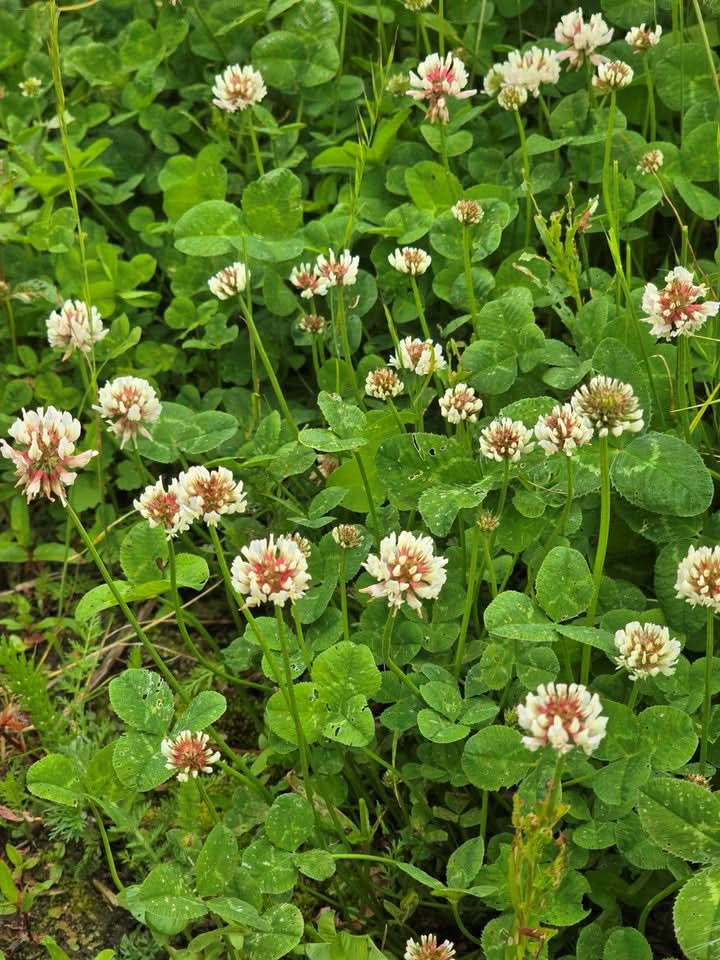 Clover Flower Seeds for Planting – Vibrant Pollinator-Friendly Garden Blooms